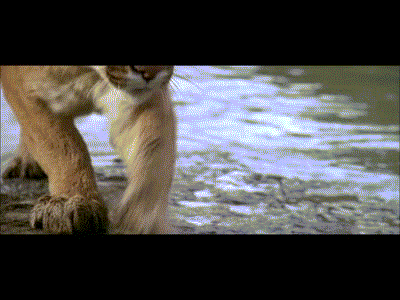 http://s3.pikabu.ru/post_img/2014/03/03/11/1393871238_676009325.gif